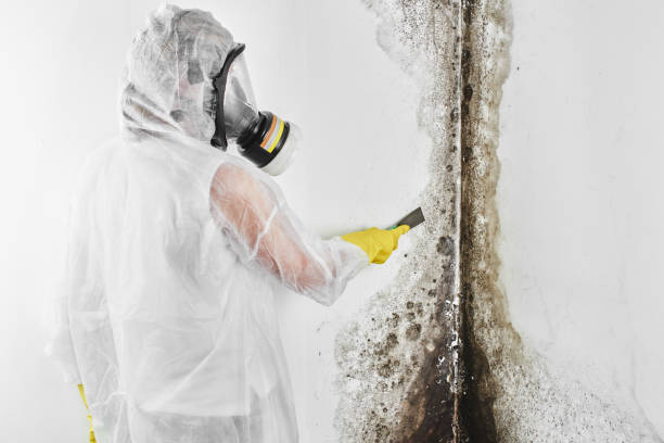 Best Insurance-Related Mold Remediation in Caddo, OK
