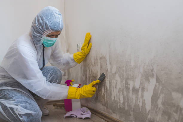 Best White Mold Remediation in Caddo, OK