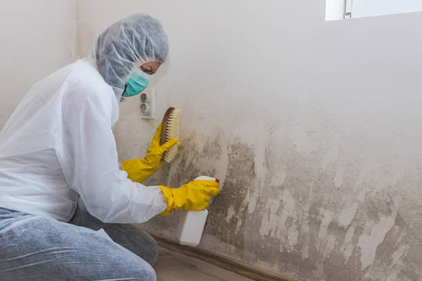 Best Health and Safety Mold Remediation in Caddo, OK