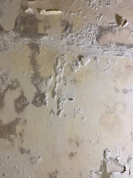 Best Post-Flood Mold Remediation in Caddo, OK