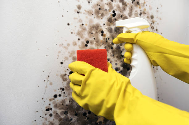 Best Bathroom Mold Remediation in Caddo, OK