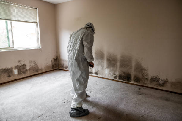 Best Black Mold Remediation in Caddo, OK