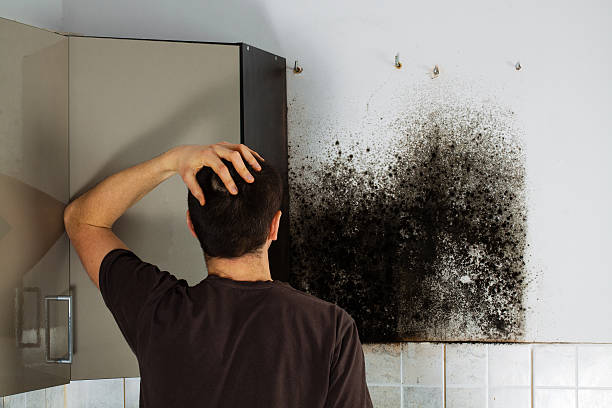 Best DIY Mold Remediation Support Services in Caddo, OK